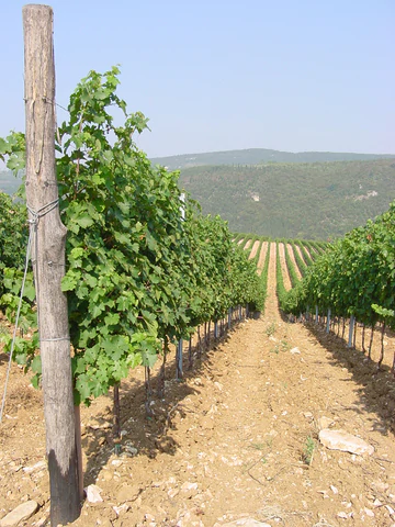 Campagnola_2