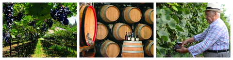 DomusVini